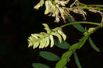 Canadian milkvetch